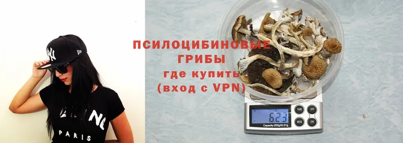 Псилоцибиновые грибы Psilocybine cubensis  купить  цена  Котельники 